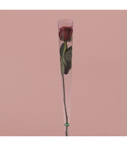 Single Red Rose in Cone