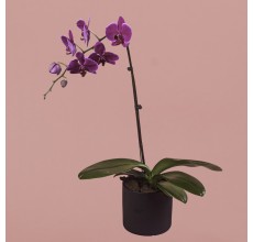 Purple Phalaenopsis in Black Pot