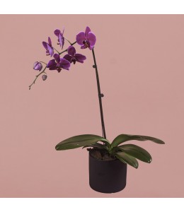 Purple Phalaenopsis in Black Pot