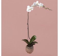 White Phalaenopsis in Rose Gold Pot