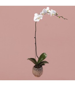 White Phalaenopsis in Rose Gold Pot