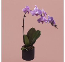 Pink Phalaenopsis in Black Pot