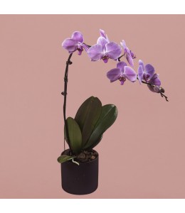 Pink Phalaenopsis in Black Pot