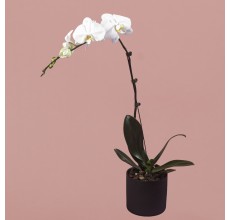 White Phalaenopsis in Black Pot