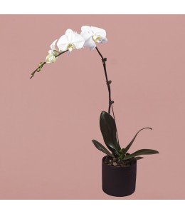 White Phalaenopsis in Black Pot