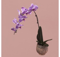 Pink Phalaenopsis in Rose Gold Pot