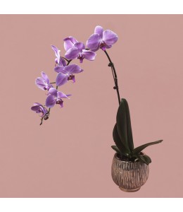 Pink Phalaenopsis in Rose Gold Pot