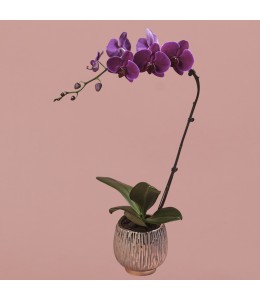 Purple Phalaenopsis in Rose Gold Pot