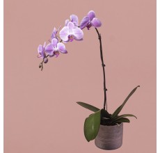 Pink Phalaenopsis in Silver Pot