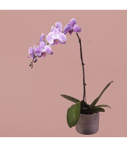 Pink Phalaenopsis in Silver Pot