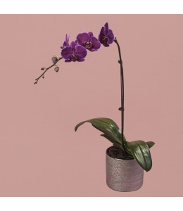 Purple Phalaenopsis in Silver Pot