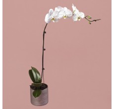 White Phalaenopsis in Silver Pot