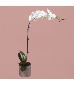 White Phalaenopsis in Silver Pot