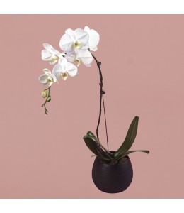White Phalaenopsis in Black Round Pot