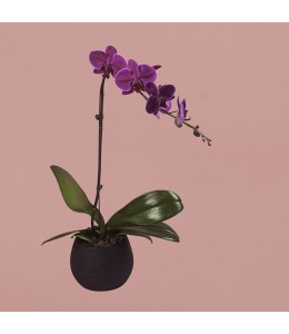 Purple Phalaenopsis in Black Round Pot