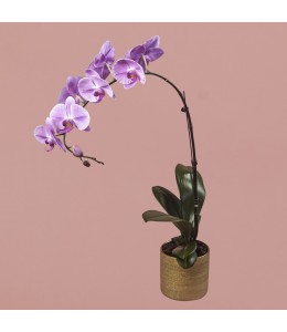 Pink Phalaenopsis in Gold Pot