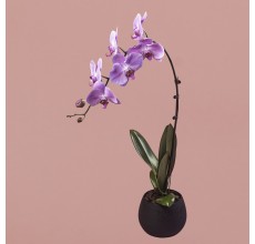Pink Phalaenopsis in Black Round Pot