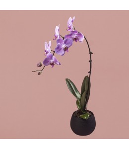 Pink Phalaenopsis in Black Round Pot
