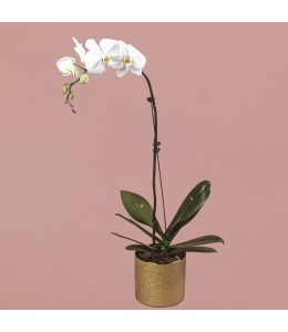 White Phalaenopsis in Gold Pot