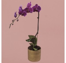 Purple Phalaenopsis in Gold Pot