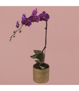 Purple Phalaenopsis in Gold Pot