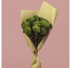 Dianthus Green Trick