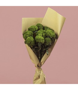 Dianthus Green Trick