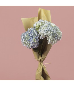 Light Blue Hydrangea