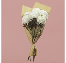 Chrysanthemum Single Head White