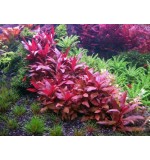 Alternanthera bettzickiana Red