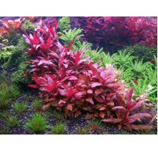 Alternanthera bettzickiana Red