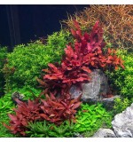 Alternanthera reineckii - Pot