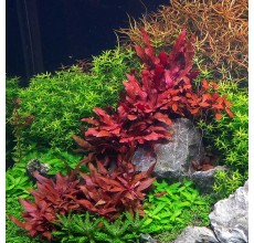 Alternanthera reineckii - Pot