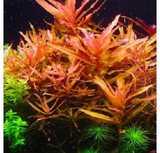 Ammania senegalensis