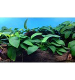 Anubias barteri  - Pot