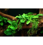 Anubias nana (Dwarf) - Pot