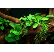 Anubias nana (Dwarf) - Pot
