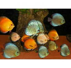 Assorted Discus L - 1pc