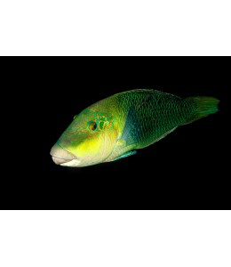 Banner Wrasse