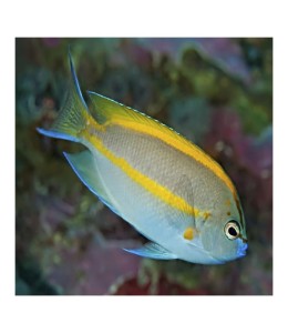 Bellus Angelfish