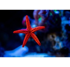 Biscuit Starfish