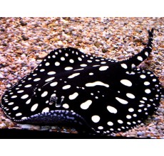 BLACK DIAMOND STING REY : 6 INCH