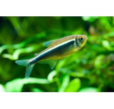 Black Neon Tetra
