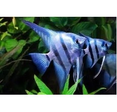 Blue Angel - Pterophyllum scalare