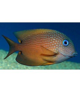 Blue Eye Tang