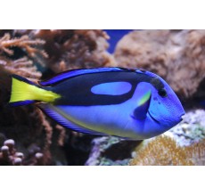Blue Tang - 5 cm above