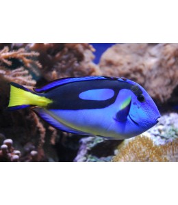 Blue Tang - 5 cm above