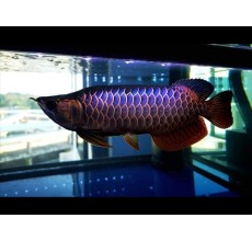BLUEBASE GOLDEN HEAD AROWANA: 12 INCH