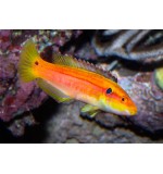 Bodianus bimaculatus (Twin Spot Hogfish)