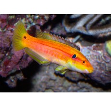 Bodianus bimaculatus (Twin Spot Hogfish)